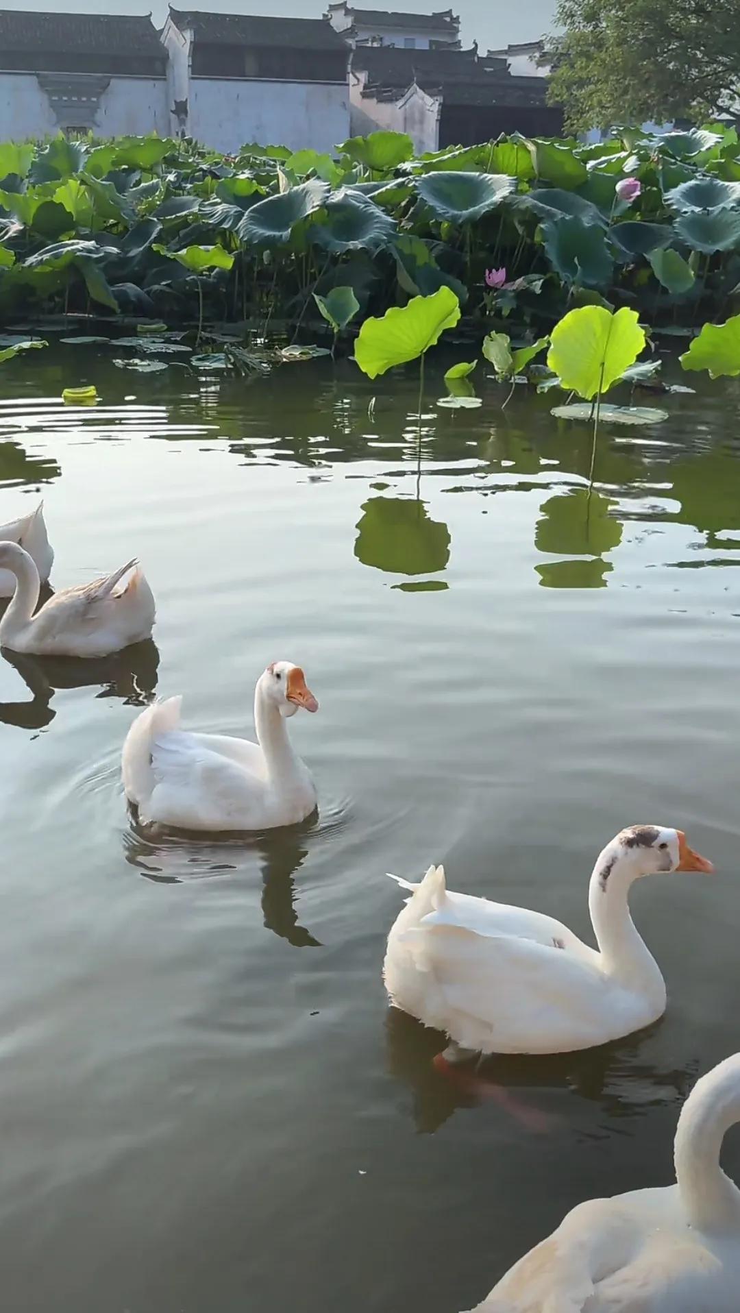 旅行随手拍蹲在街角拍晒太阳的老猫时，它突然抬眼看我，瞳孔里盛着整个下午的慢。原来