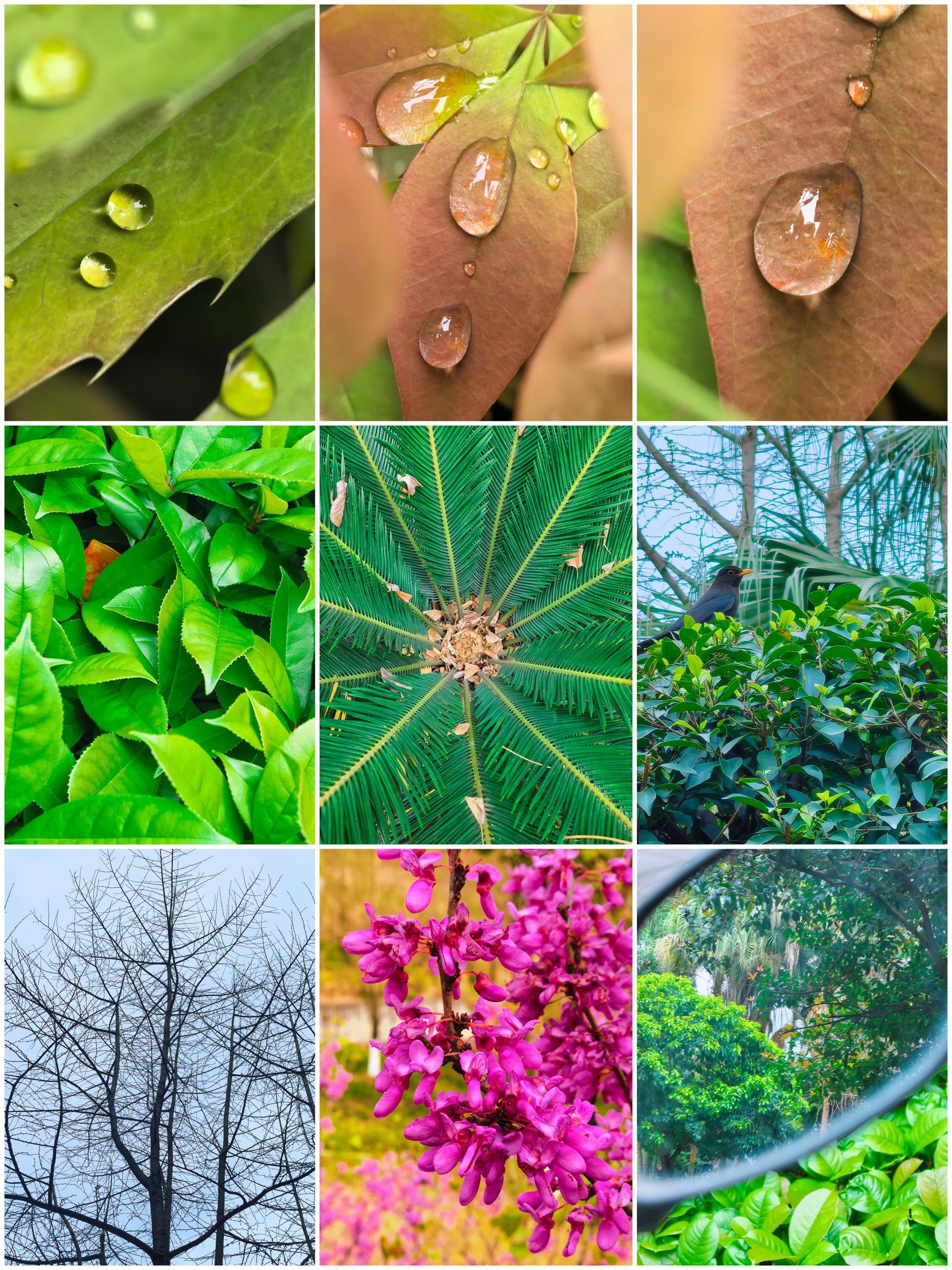 手机镜头里的春天： 是叶尖滚动的晶莹， 是新绿蔓延的生机， 是紫花盛放...