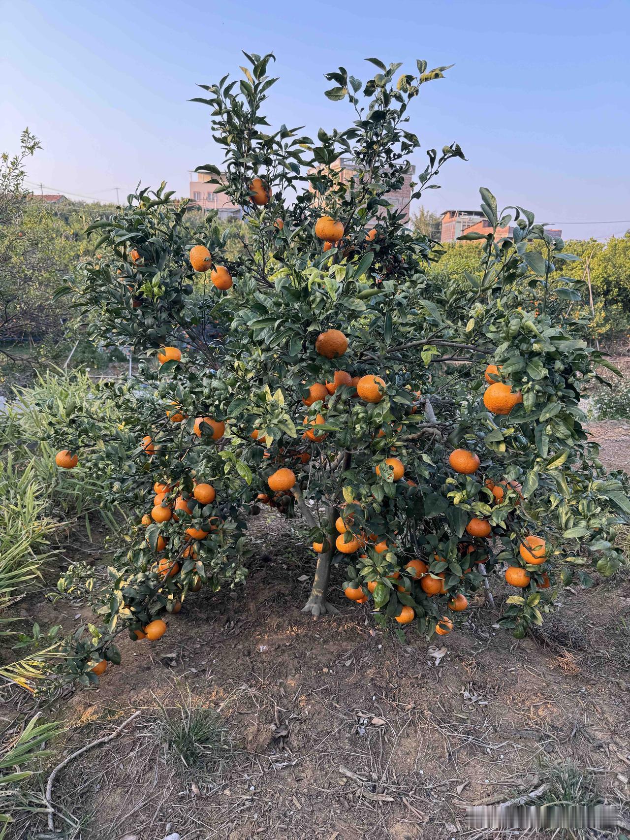 柑橘9大常见病害防治指南：精准用药+关键时期，种出优质好果

柑橘种植过程中，病