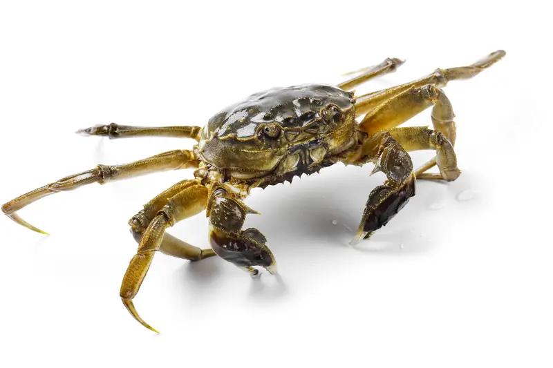 江苏一车主被车内异味困扰两年，几乎将车拆了大半，发现两只螃蟹，“一直以为是空调问