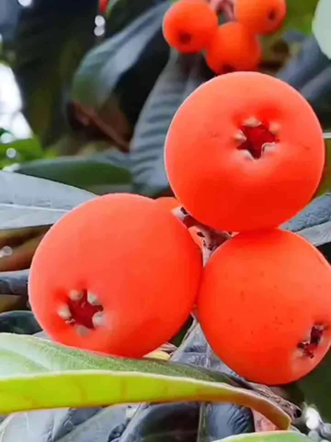 初夏限定🍑红枇杷打卡攻略｜一口爆汁甜到心坎！
初夏第一口红枇杷啊！金黄泛红的果