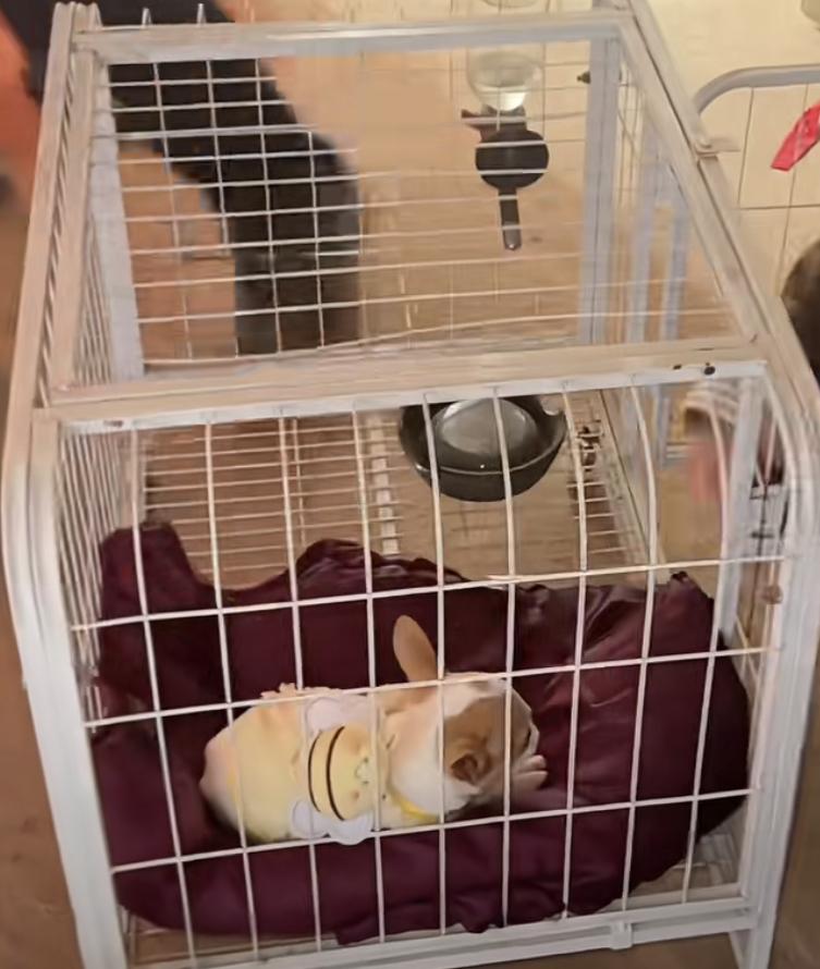 bao 单又回来了！农村四哥家的黑吉娃娃狗“bao 单”再吃刨猪汤那天丢了，英子