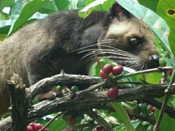 猫屎咖啡真的是猫屎么？现在不少上班族都喜欢喝咖啡，咖啡也被上班的牛马们称为续命神