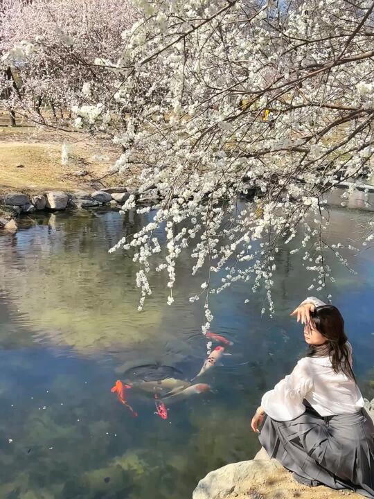 快来看看❗️这大锦鲤你们再不去喂要吃桃花啦