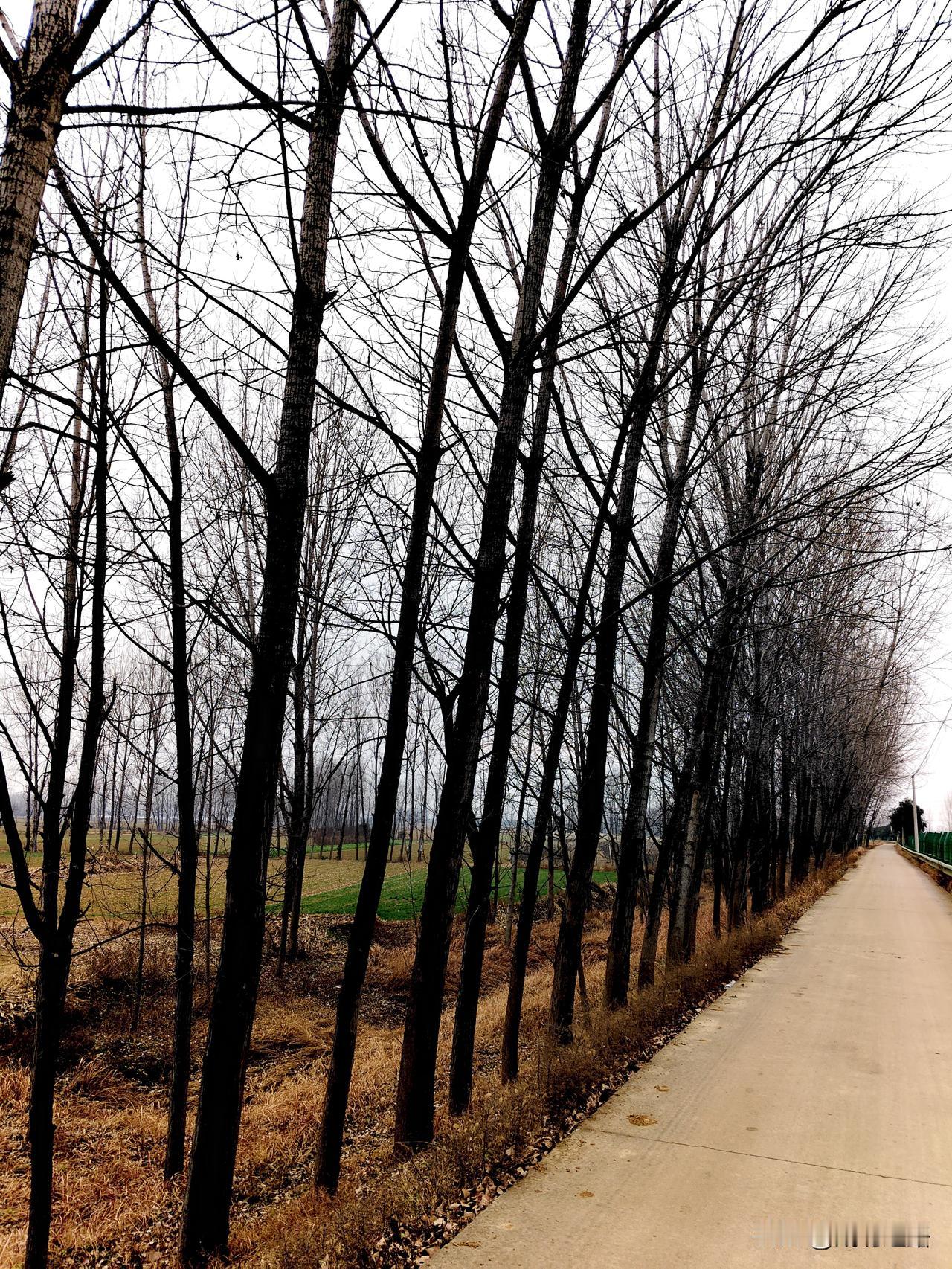 一条乡间小路，两旁是光秃的树。脚下的乡间小路蜿蜒向前，像是一条灰色的丝带在大地上