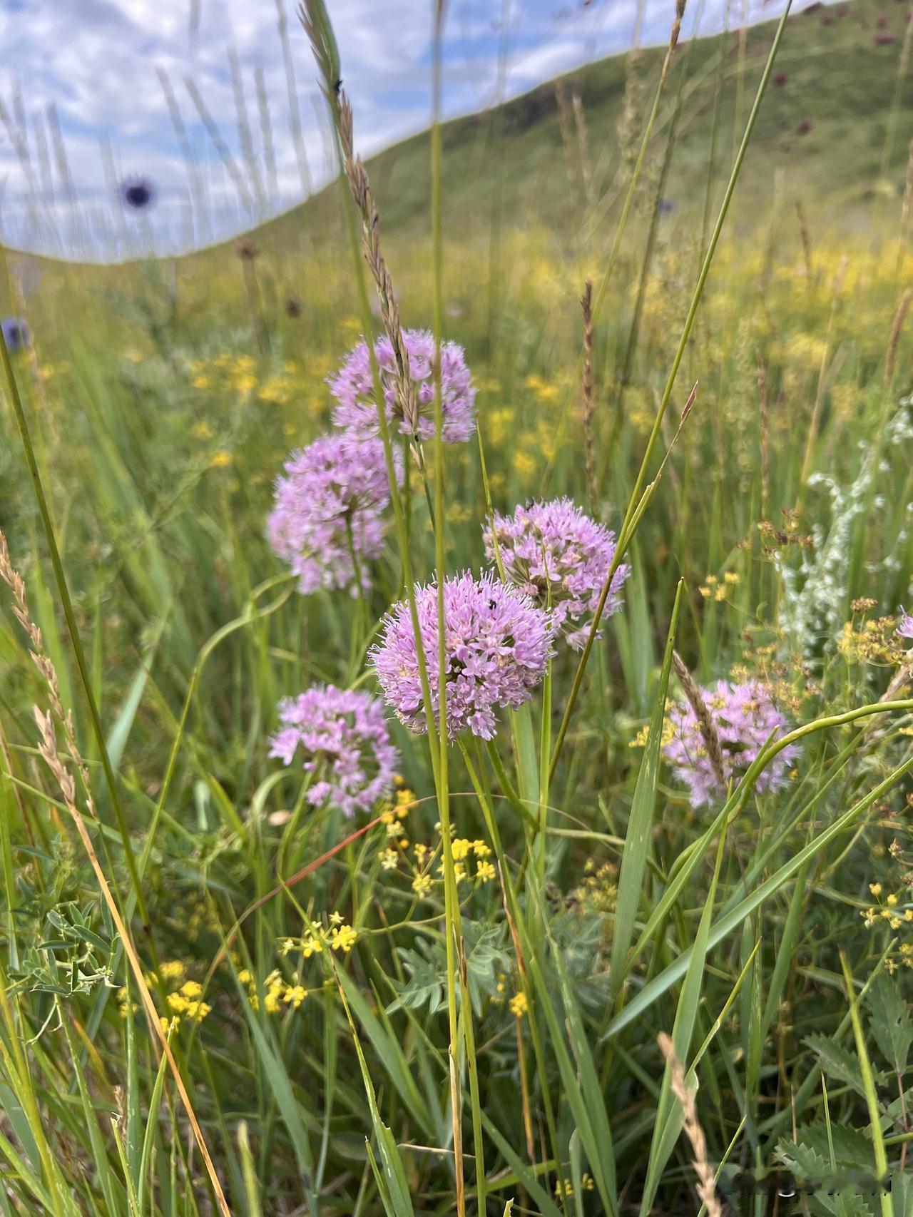 随手一拍的花朵有多美八月中旬的内蒙古正式郁郁葱葱，野花遍地的时候[祝福]