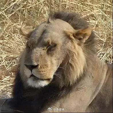 竟然还有脱发的狮子🦁️ 
