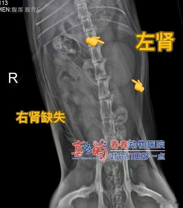 #杨大仙儿的一些神迹# 1、布偶猫咪因为皮肤肥大细胞瘤来就诊，家长百般焦虑，就怕