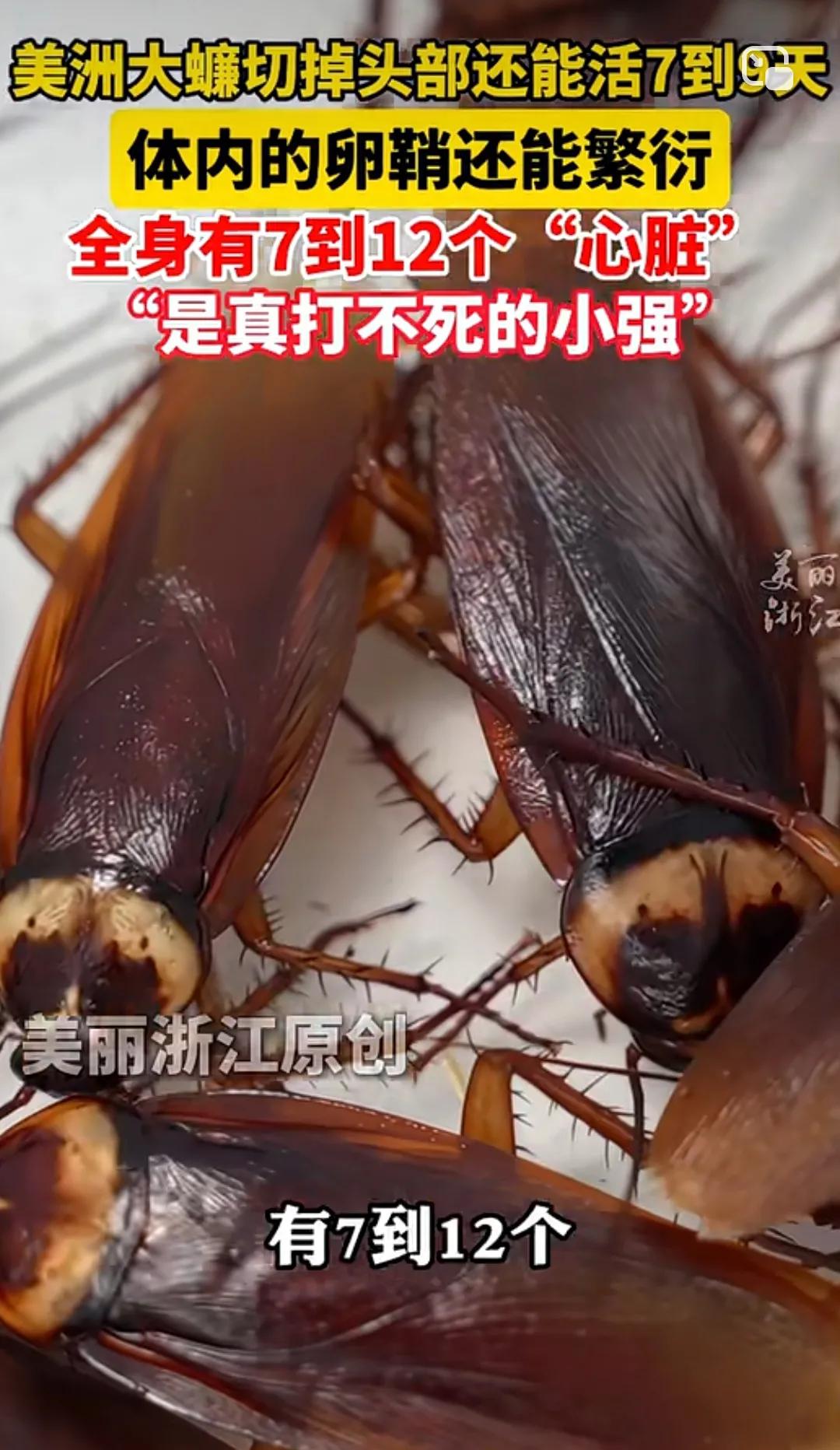 天灵灵地灵灵，希望福建的蟑螂全回广东去！[大笑]蟑螂原来真的是打不死的小强！
 