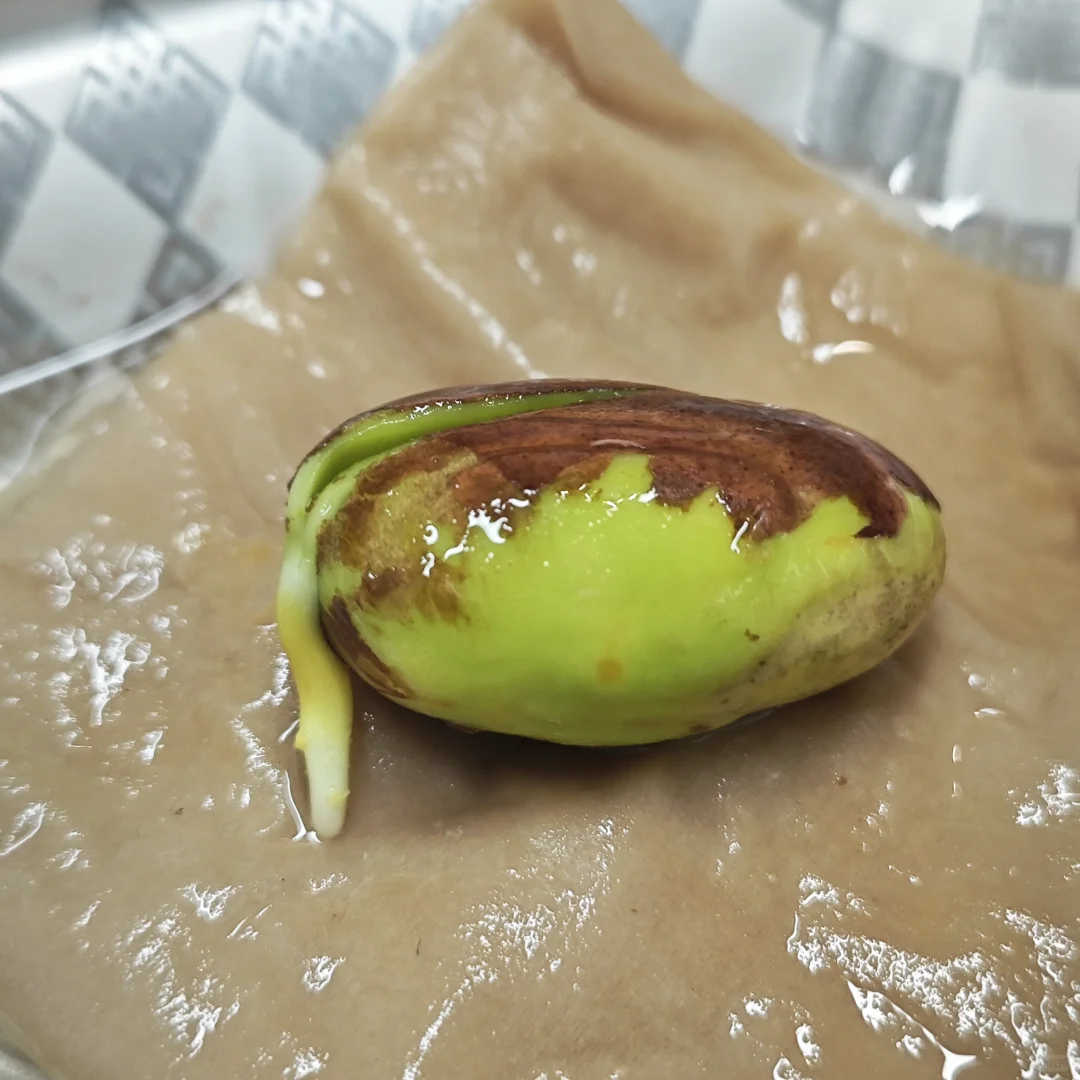 马上可以水培菠萝蜜了