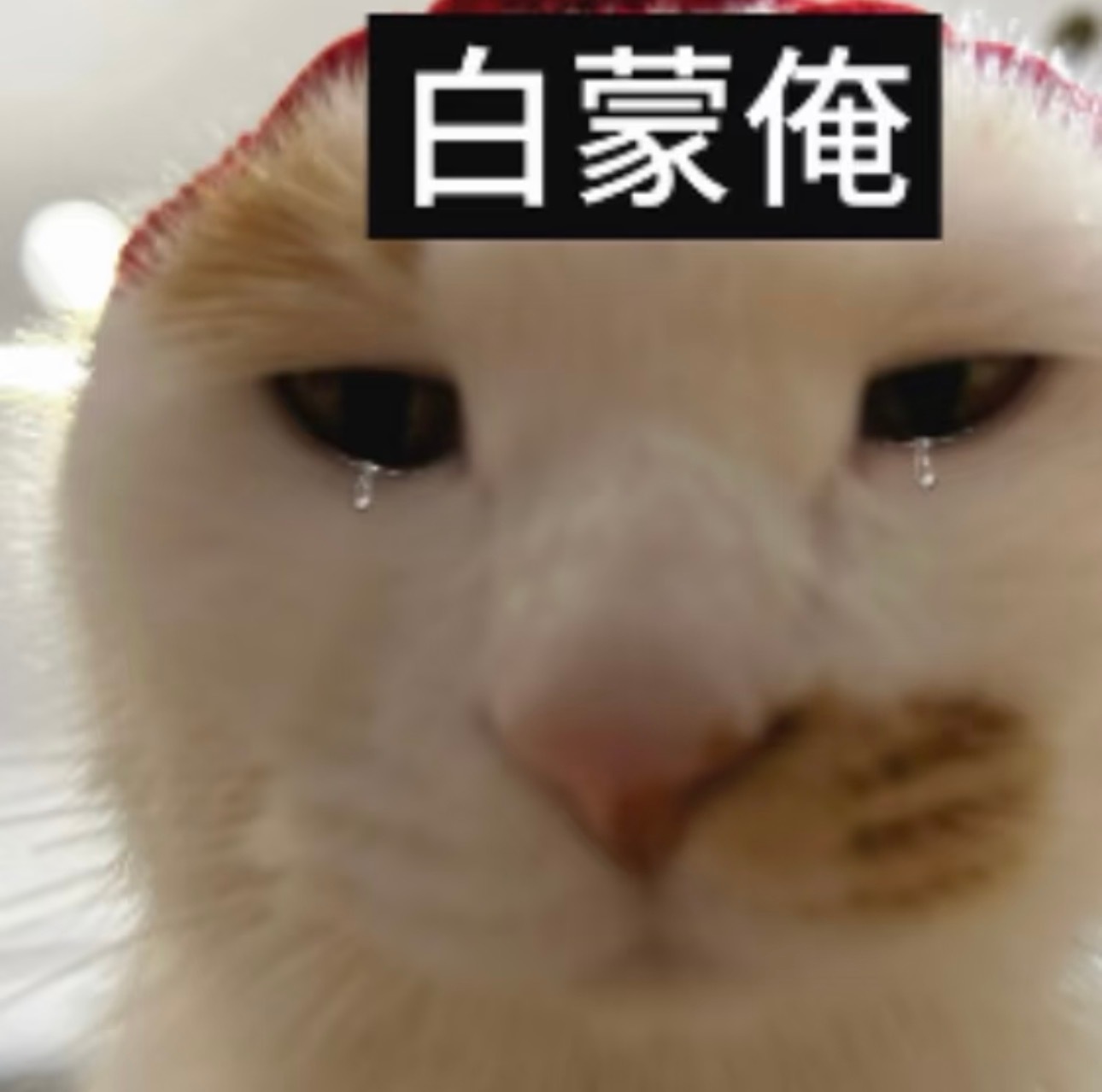 分享图片 