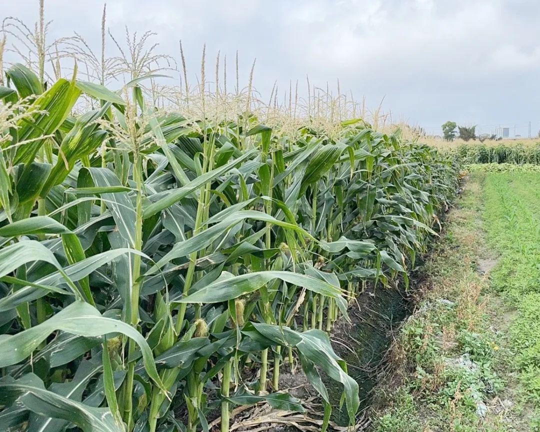 陕西靖边玉米地命案：因几穗玉米引发的两条人命悲剧

这起案件源于亲属间的日常琐事