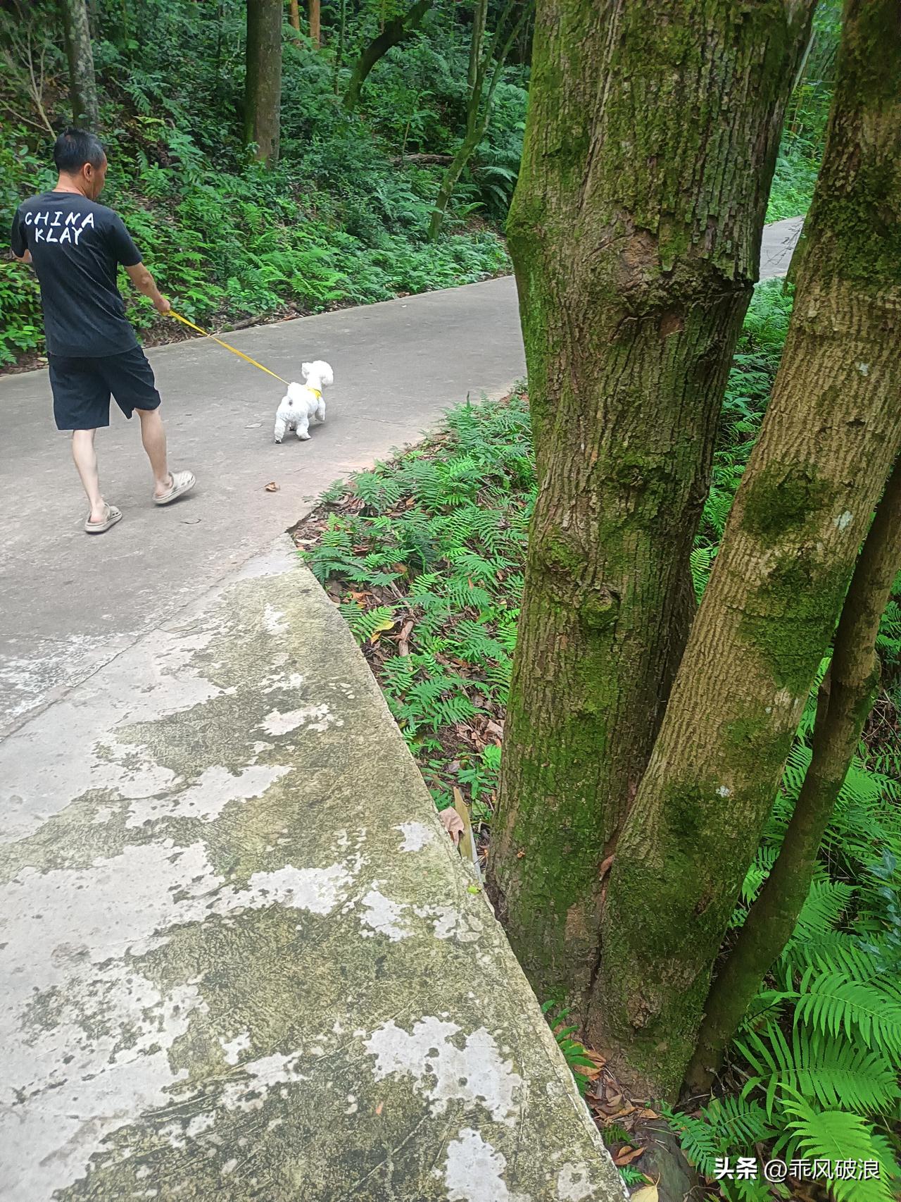 夏日生活打卡季经常带狗狗到山林小路逗风，慢跑，路上路下是树木撑天，路中几乎晒不到