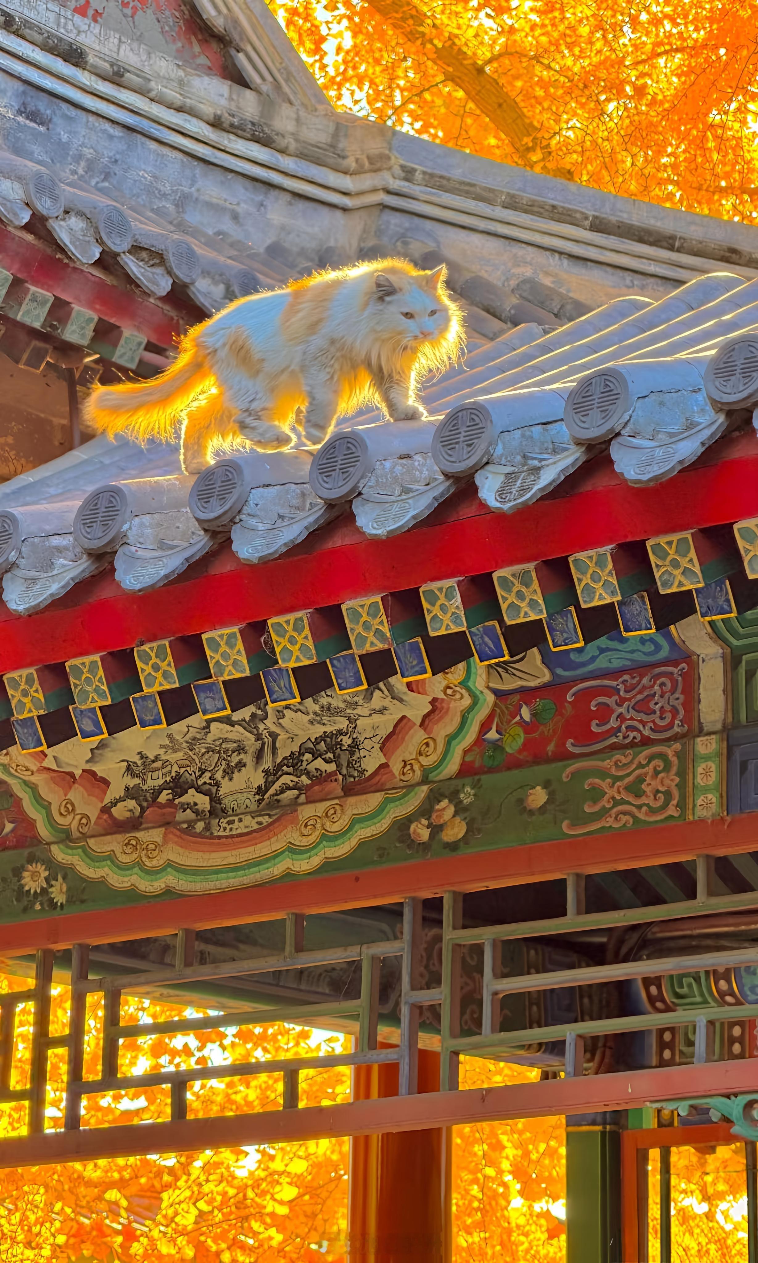 早安各位，今天是11月8日周六，祝大家八方来财，万事顺遂[给力][给力]，盆满钵