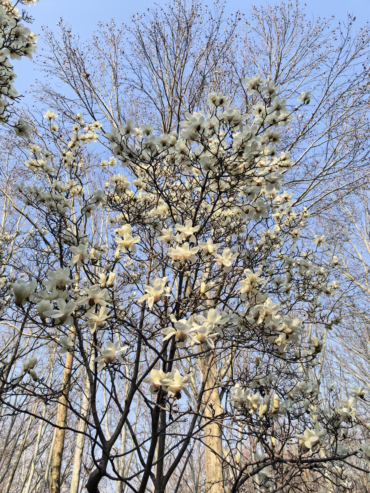 今年春天最想实现的心愿财富增值。
