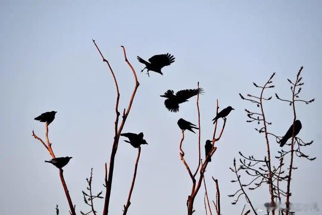 日媒造谣中国人吃乌鸦被处理看不到乌鸦🐦‍⬛就造谣我们吃乌鸦？我们是原则的好吧，