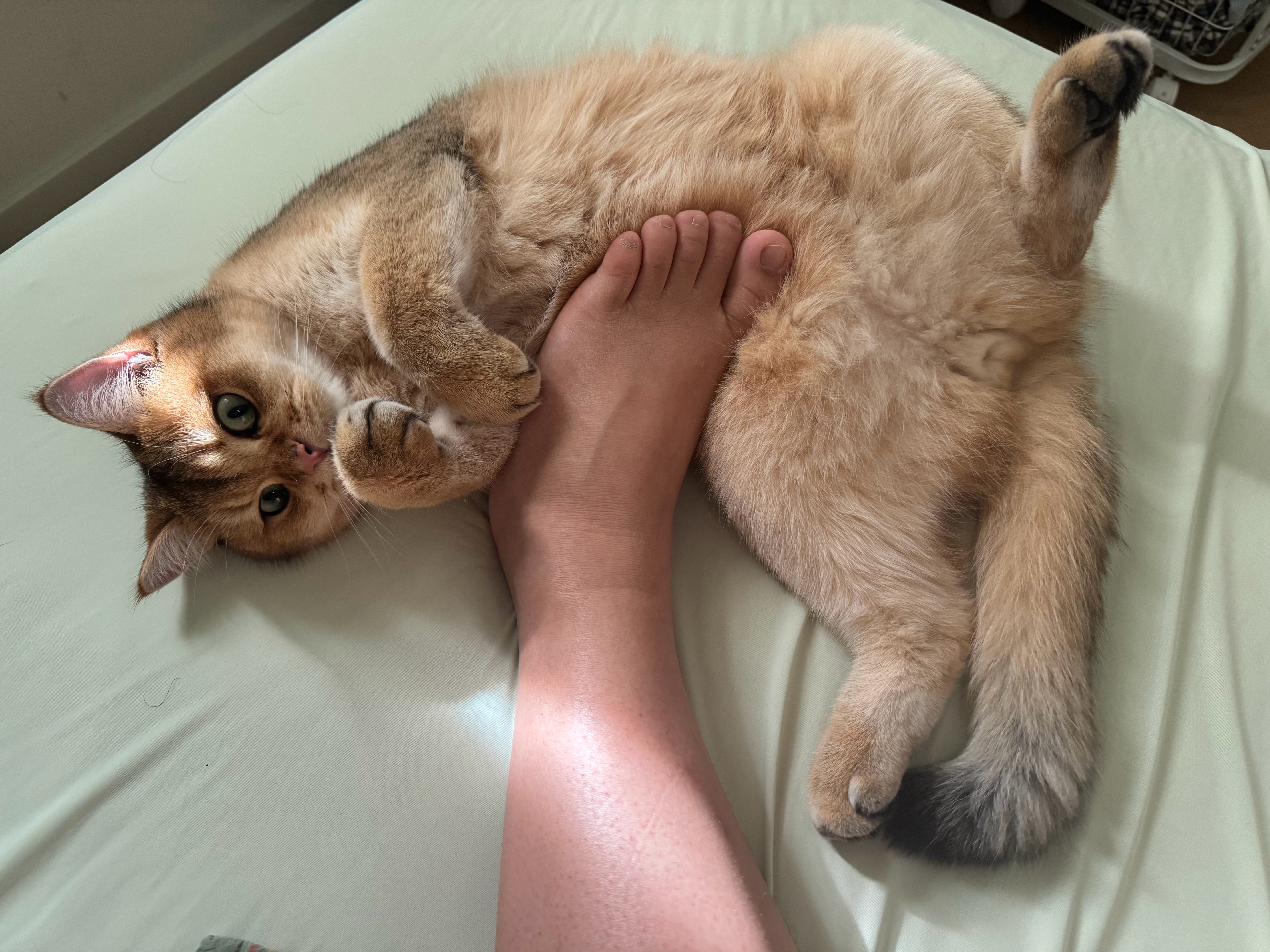 喂！肥猫，帮我画稿。 