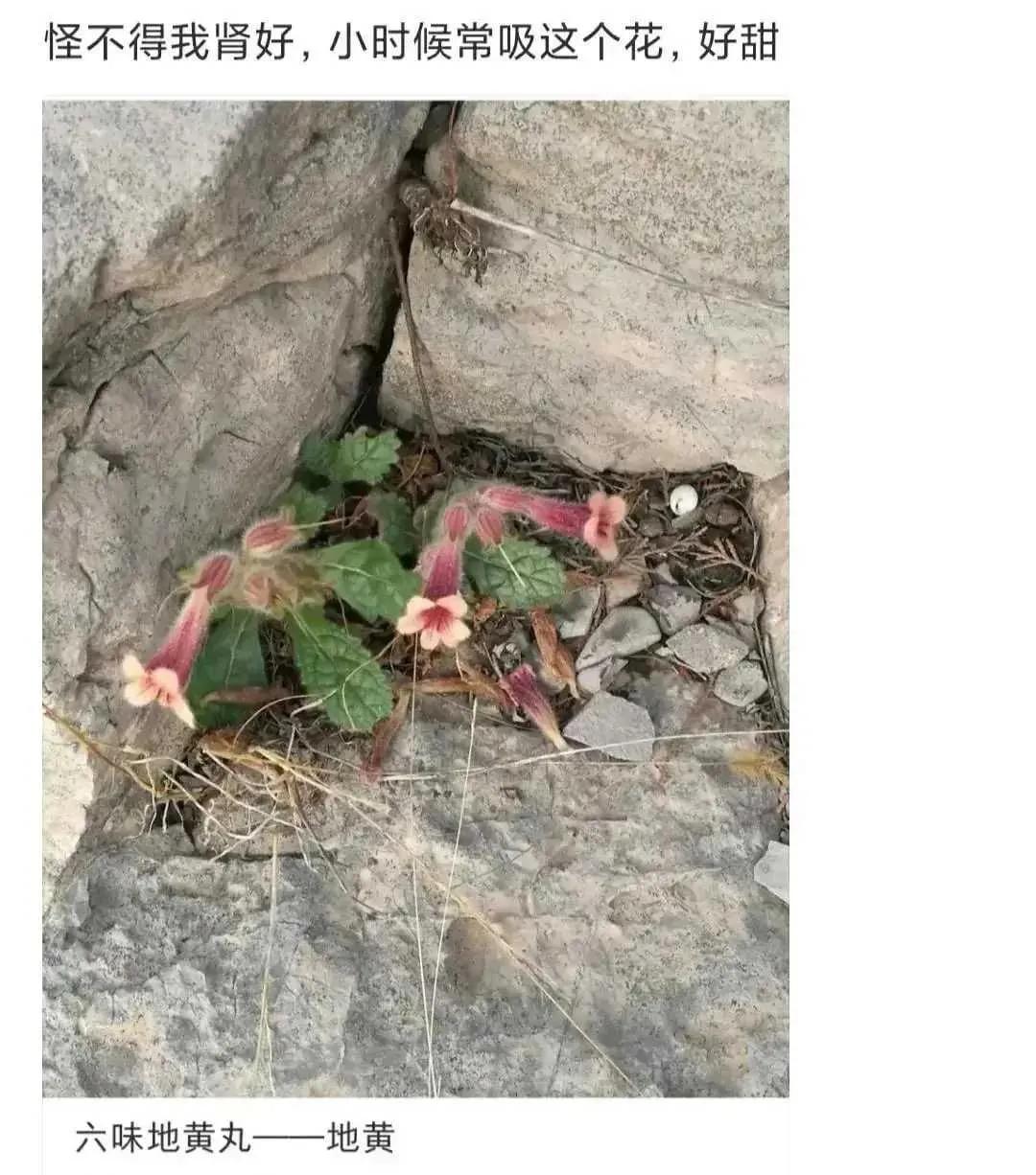 小时候，我生活在一个充满大自然气息的乡村环境中，那里绿树成荫，野花遍地。其中，有