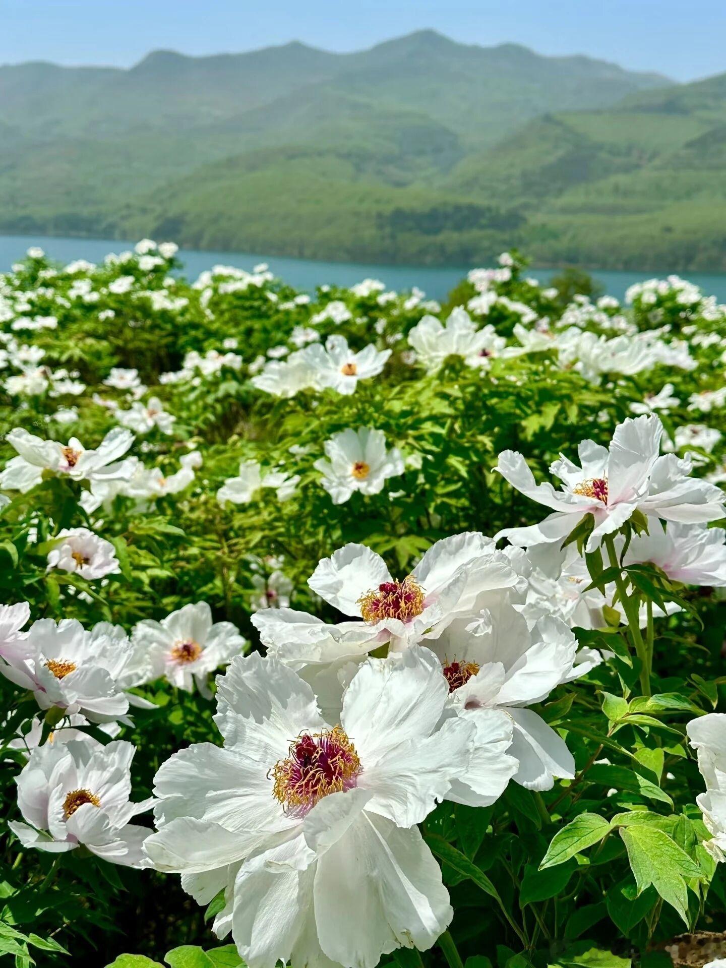 宝鸡藏着一处温柔秘境，200亩白色花海配湛蓝水库，漫山遍野的花梯田像闯入南方春日