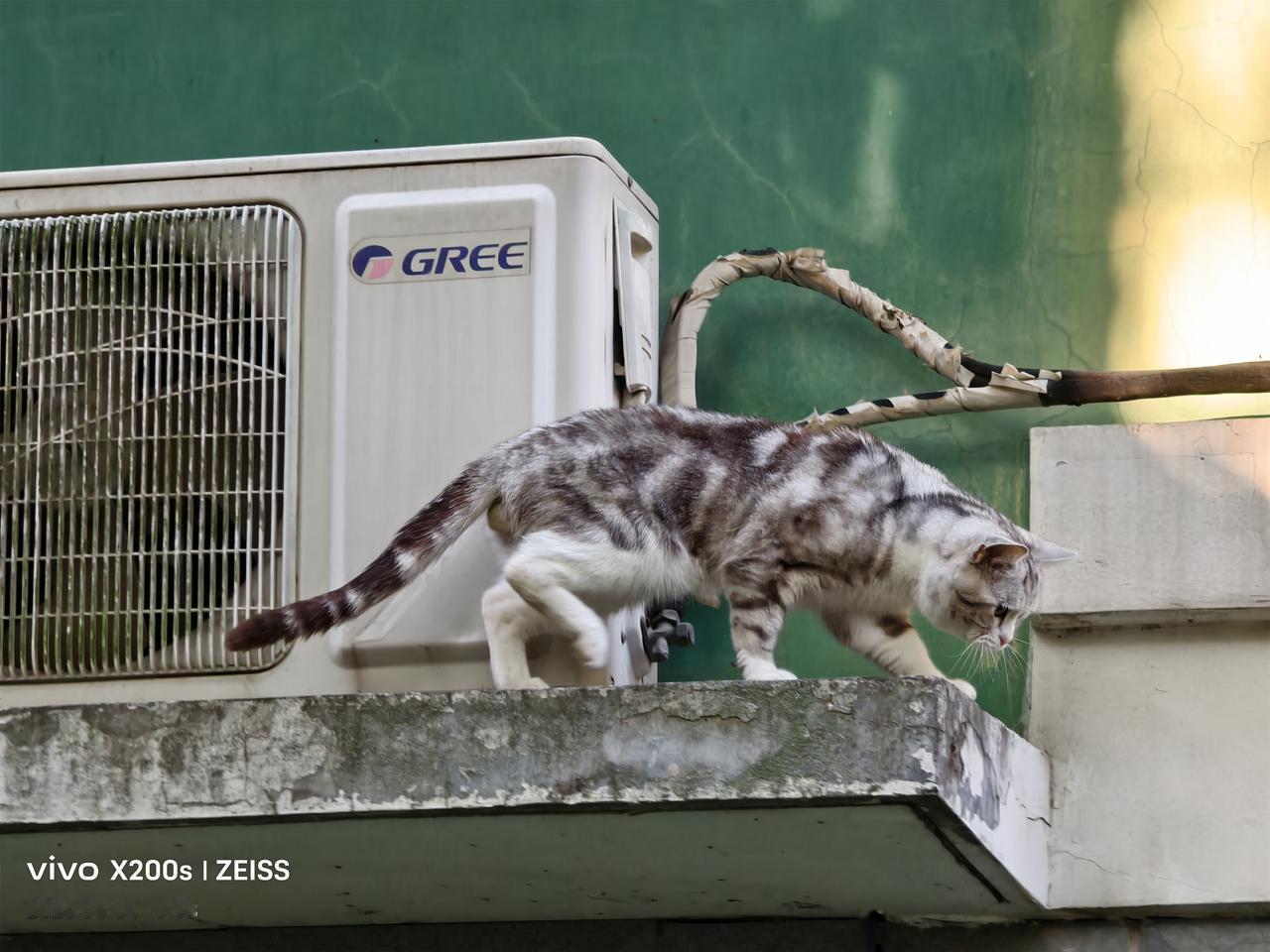 记录生活，分享美景宠物猫欣赏地面的野猫。