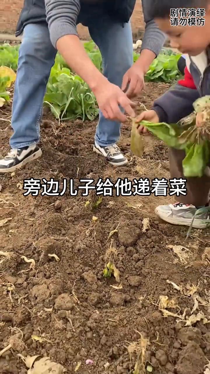 父子两个在菜园种菜，移植青菜，谁知他们的做法太有才了。
父子两个在菜园种菜，没种