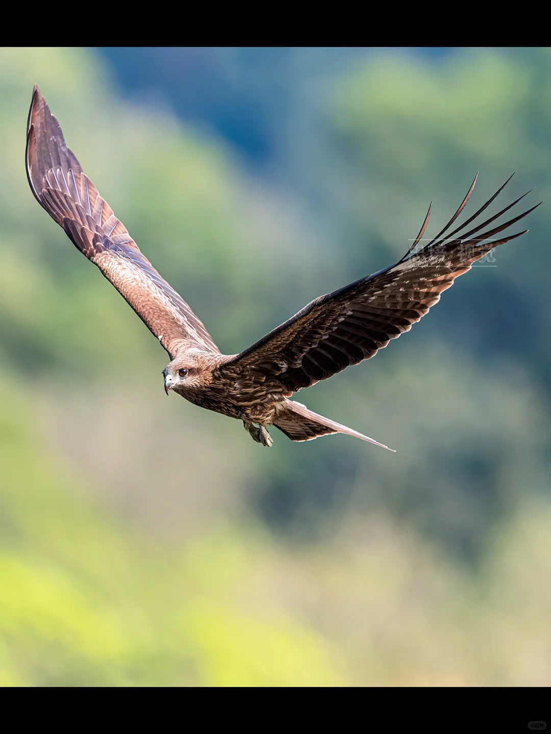 🦅