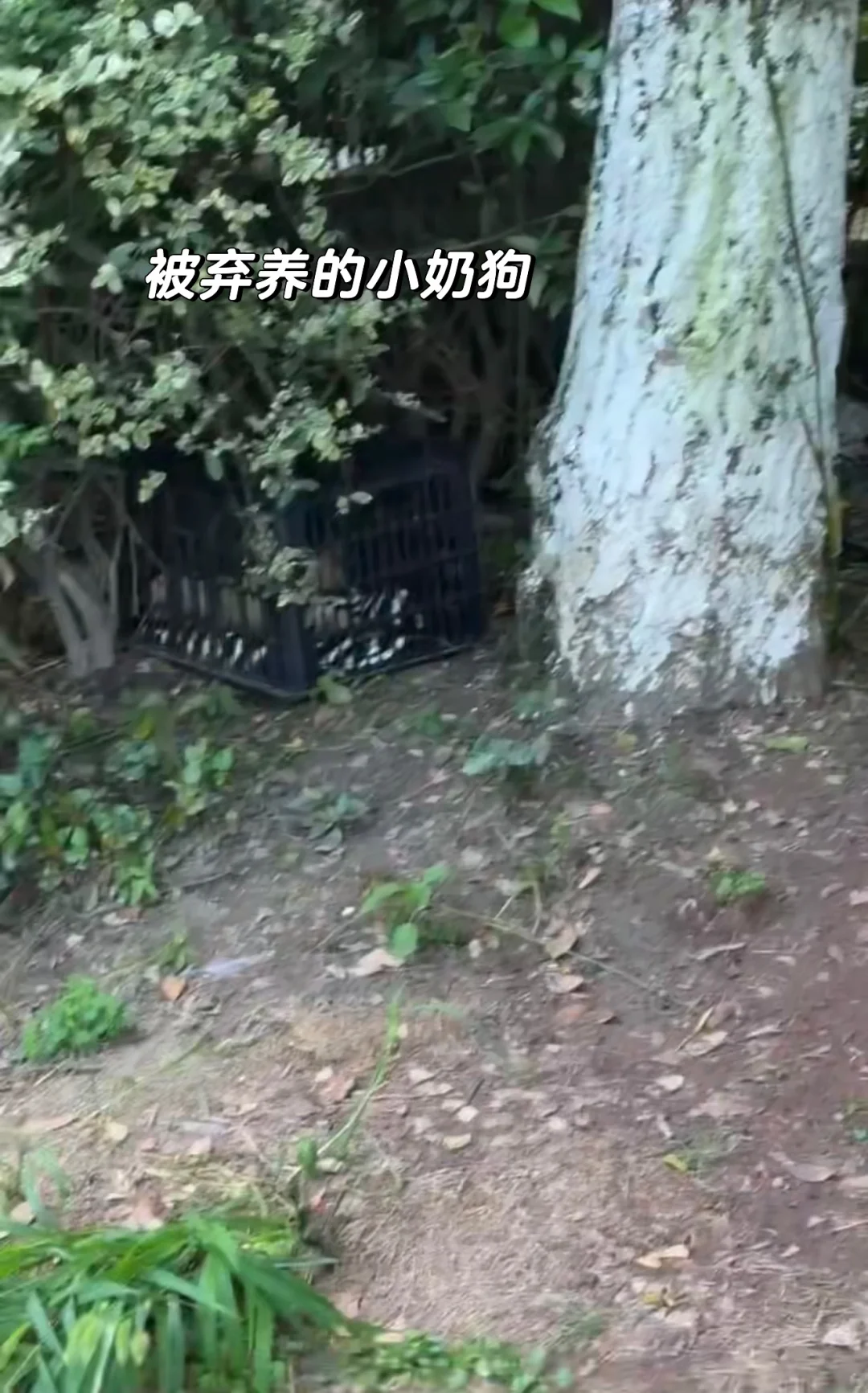双流东升，谁把小奶狗弃养丢在草丛里了？