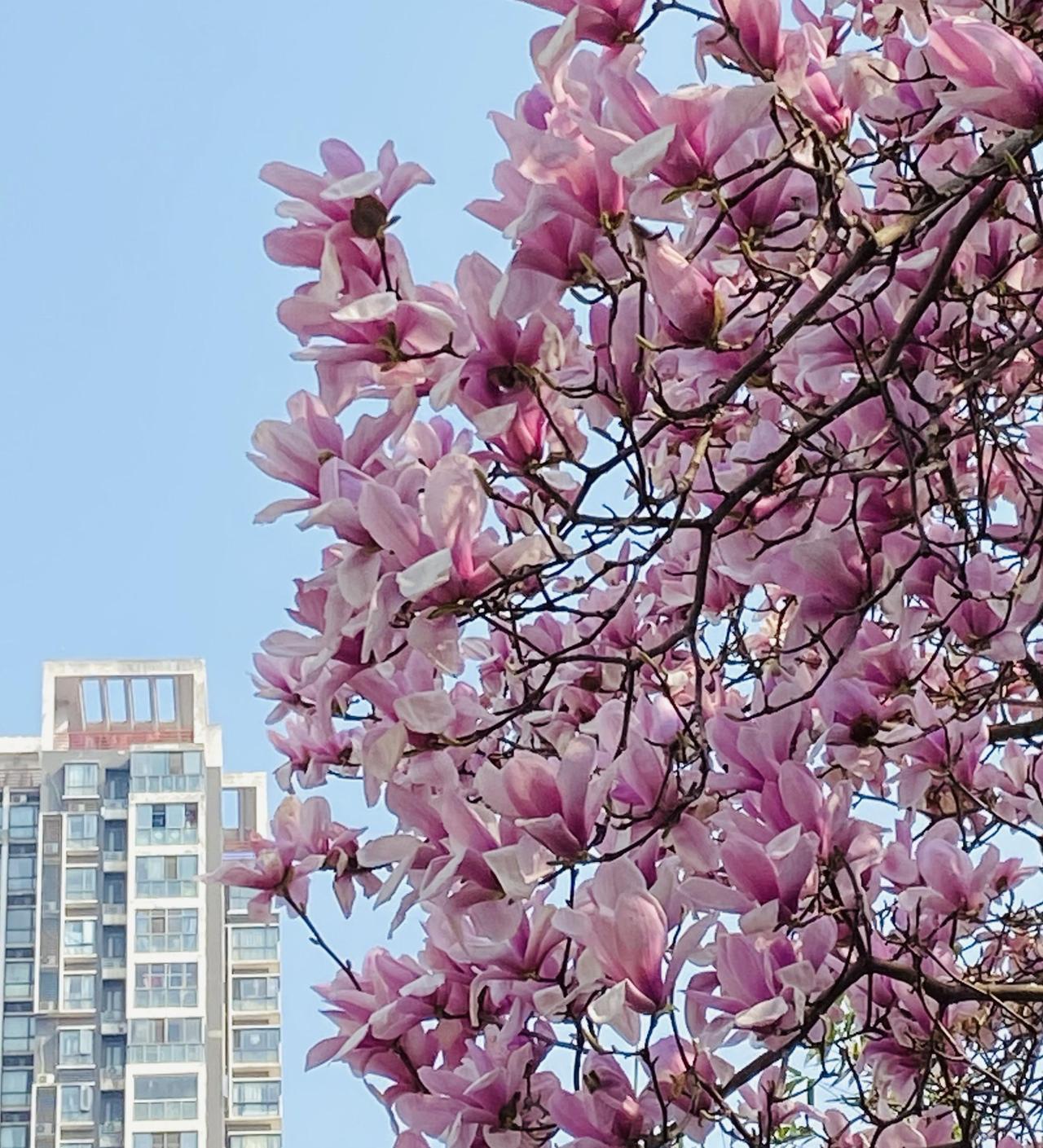 玉兰花，也是春天里一道亮丽的风景线，家门口就有这种漂亮的花，每天出门看到她，我总