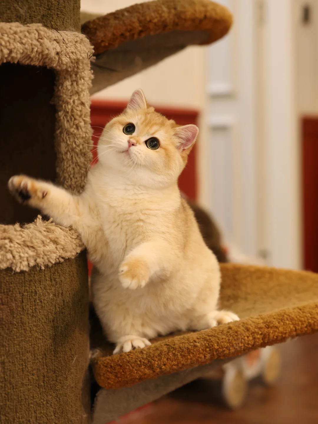 小咪外八字🫢谁说妹妹不圆