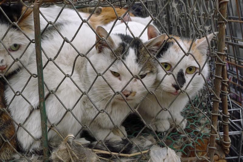 1月16日河南，女子好心用火腿肠喂流浪猫，刚挑逗一下，直接被猫抓伤，网友：半根肠