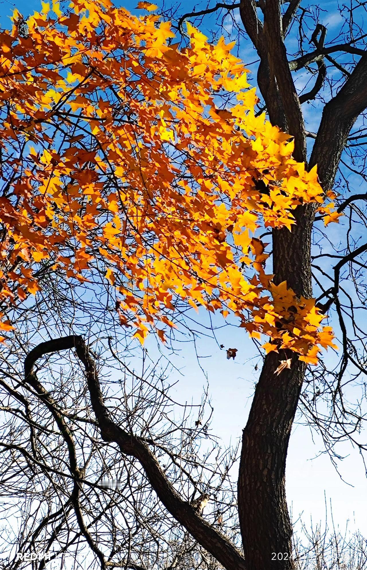 奥林匹克森林公园奥海初冬风景随手拍（2）