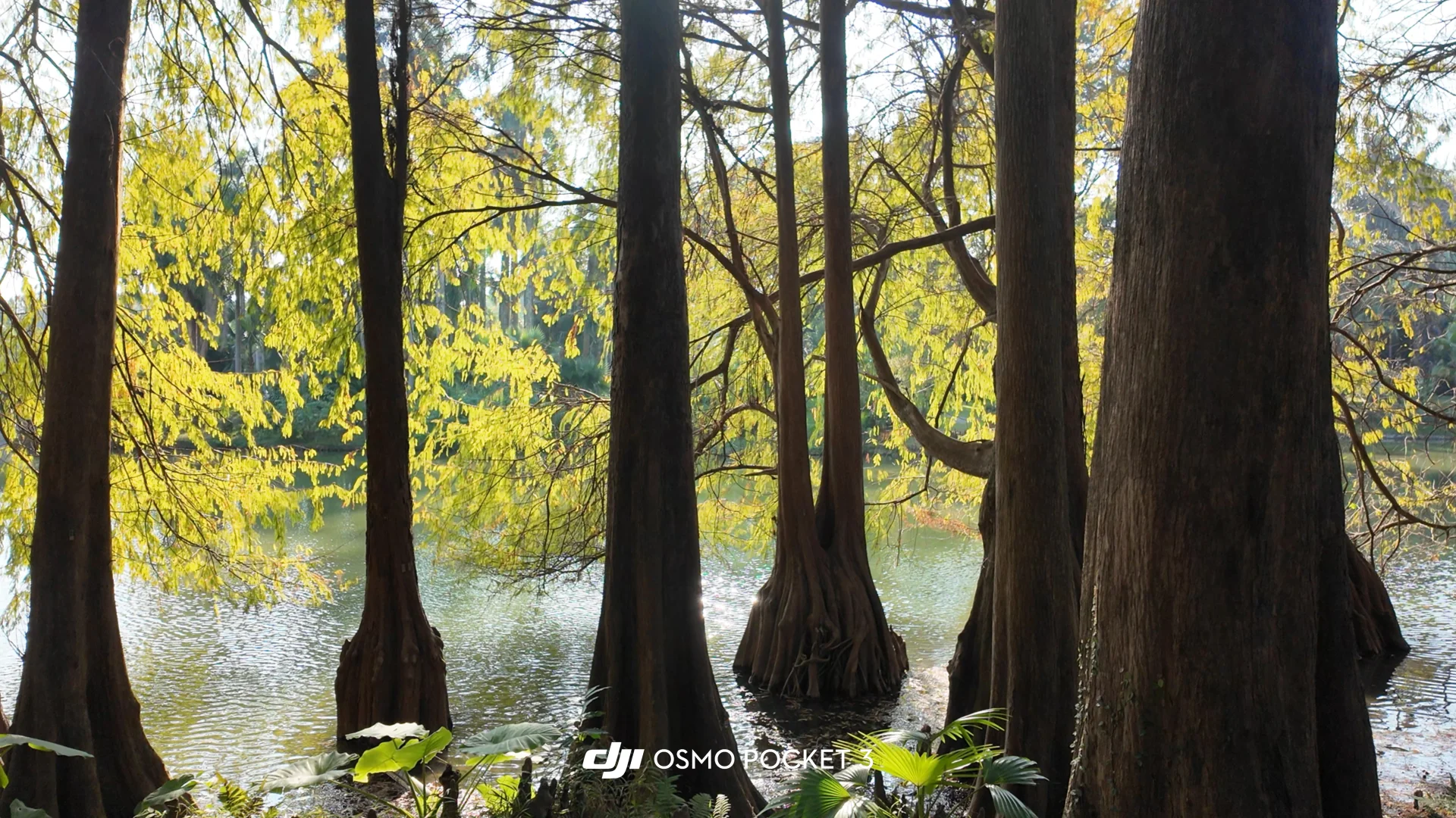 冬日里别致的绿，美出新高度的华南植物园🌳