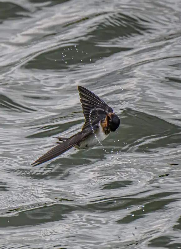 上联：紫燕裁云铺碧水，下联：？红梅点雪映青山。