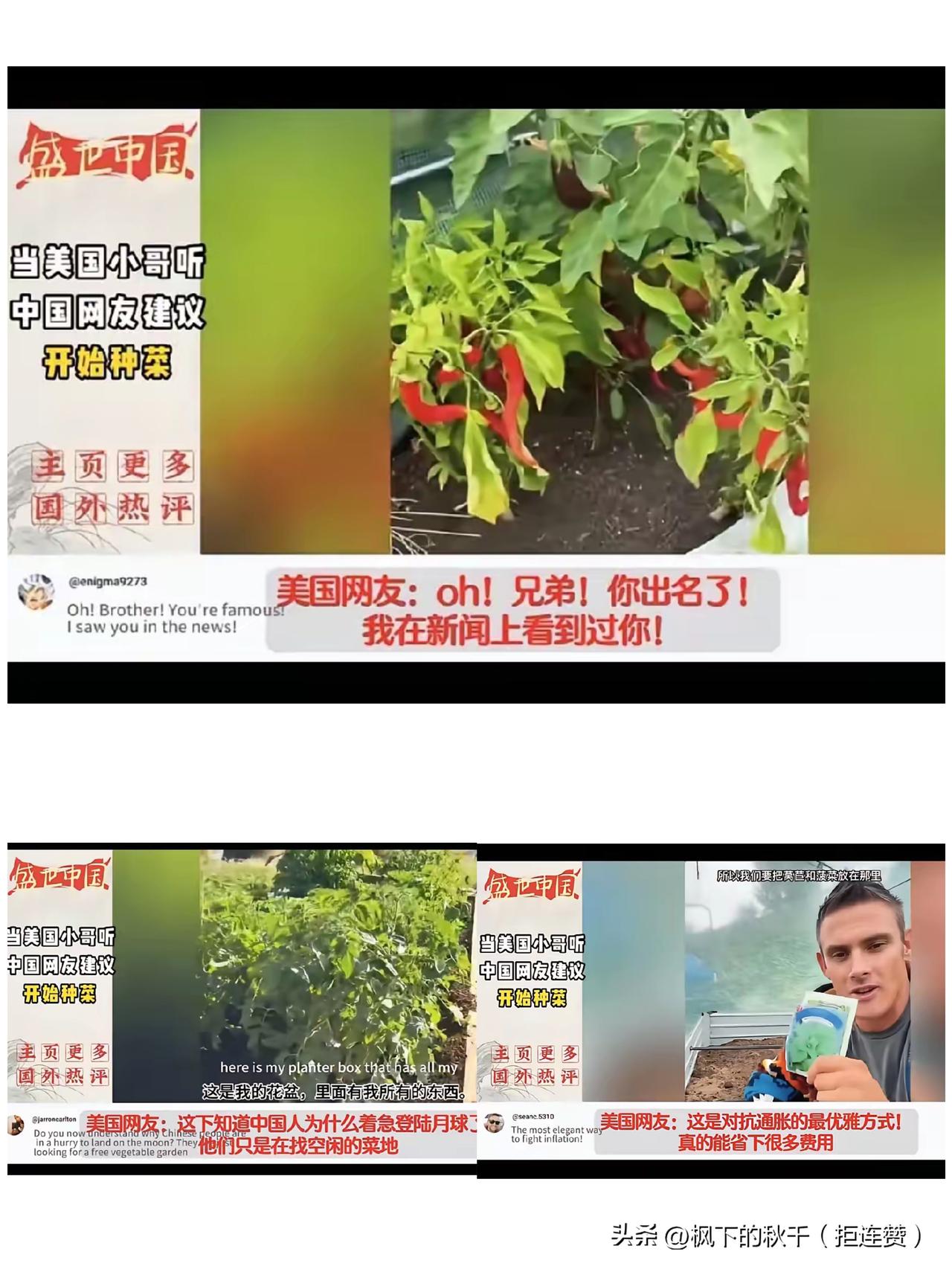 谁能想到？美国小哥听中国网友的话在后院搭大棚种菜，这事儿居然在国外火得一塌糊涂！