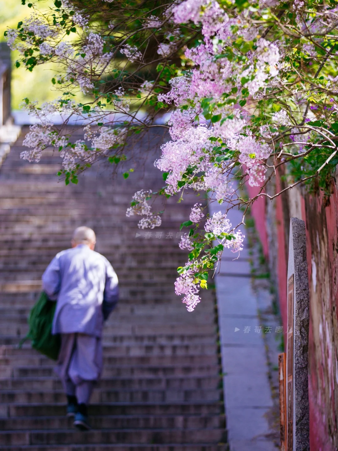人间四月，山寺丁香……