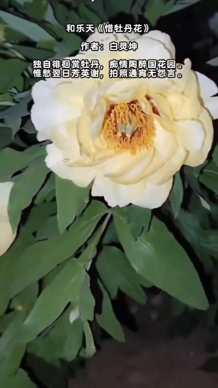 和乐天《惜牡丹花》，作者：白灵坤。
独自徘徊赏牡丹，痴情陶醉国花园。
惟愁翌日芳