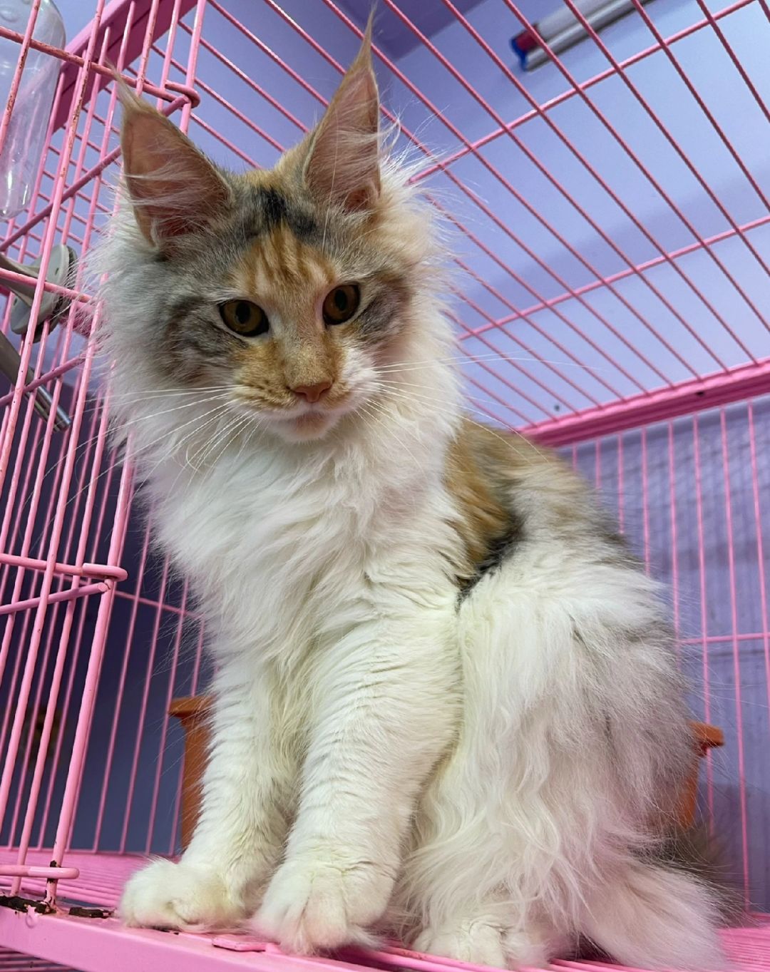 缅因｜三花缅因妹妹