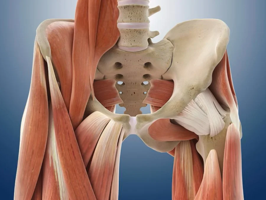 腹股沟紧绷的“弦”，先松解再训练