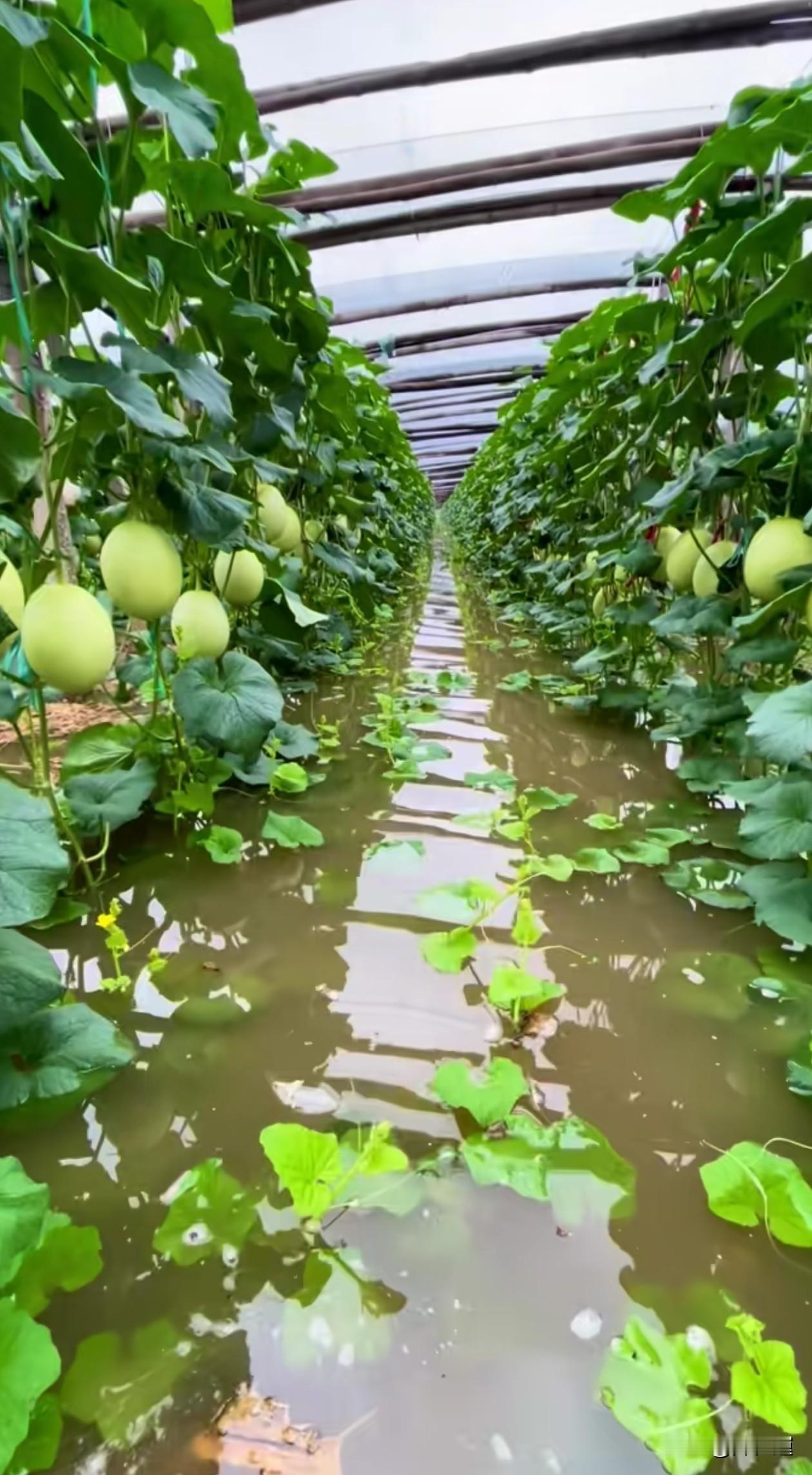 都说好雨知时节，可河南瓜果农户心里的苦，说不出口
 
  老话讲“好雨知时节”，