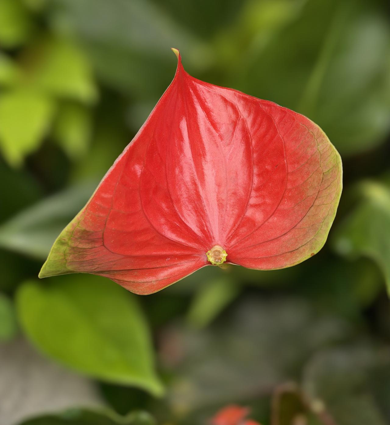 晒图笔记大赛花烛，一种天南星科的多年生常绿草本植物。其佛焰苞呈鲜艳的红色，表面光