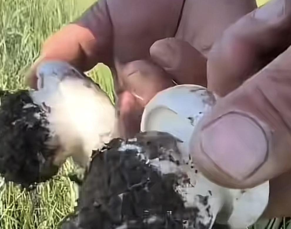 男子一时鬼迷心窍，抢了别人1.79公斤的蘑菇，结果却被处罚金2000元，并且还被