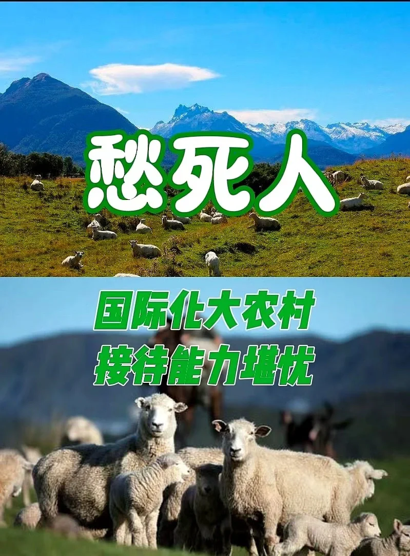 愁死人，新西兰，国际化大农村接待能力真有限