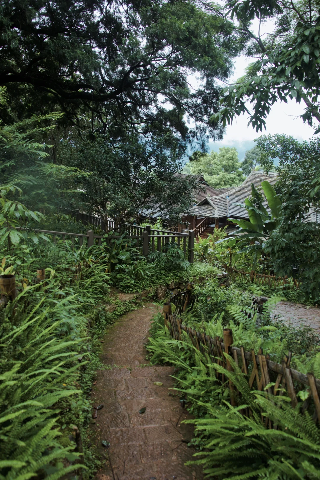 快看这个古寨的屋脊长茶叶！还是1茶2叶🍃