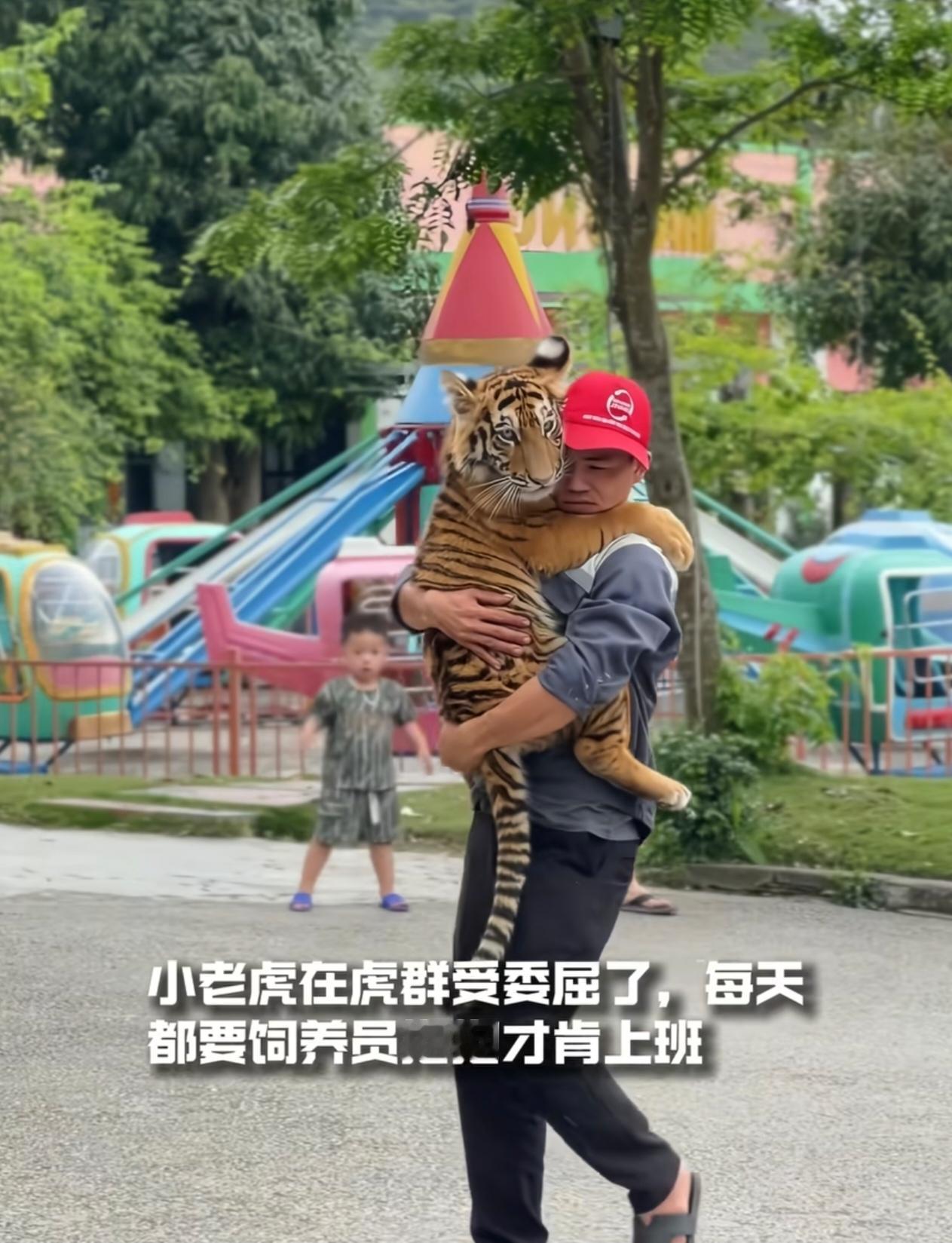 威风的老虎，被人疼的时候也会秒变小宝宝！
这只小老虎在虎群里受了委屈，整天黏着饲