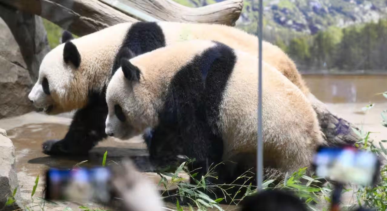 日本正在申请一对新熊猫——朝日新闻报道，鉴于明年1月，上野动物园的晓晓和蕾蕾就要