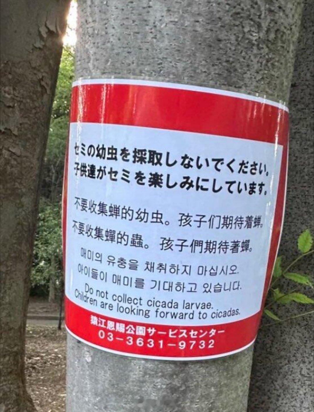 为避免有人捉知了猴吃，日本民众在树上贴了告示：“请不要捕捉蝉的幼虫，因为孩子期待