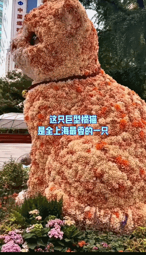 渴望的眼神，这一定是最喜欢毛孩子的人才能做出的作品，有灵魂![赞]