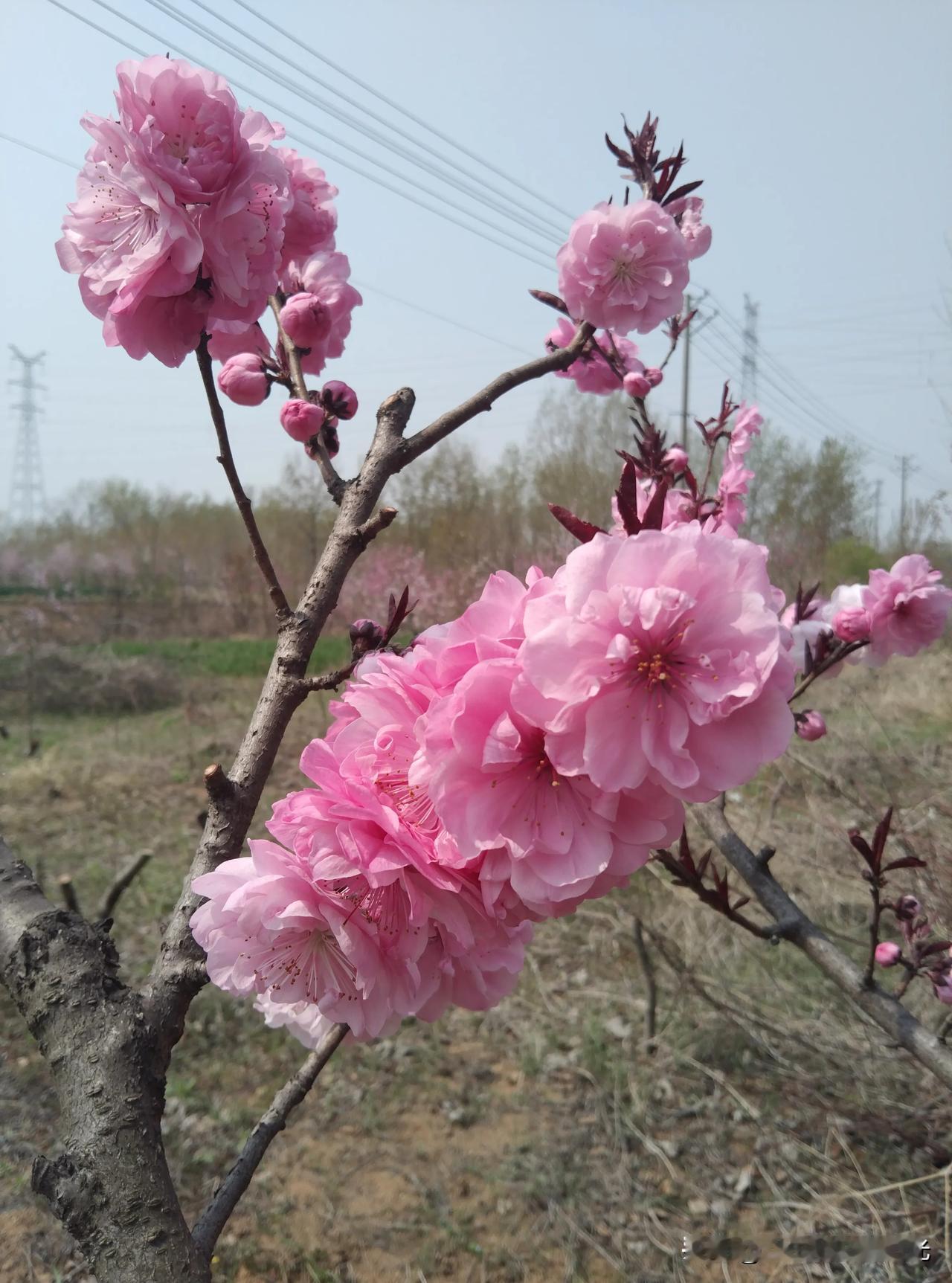 下联：今日暖阳照红霞
风过天晴
春日暖阳