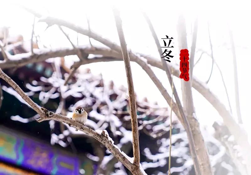 今日立冬，冬天正式拉开帷幕。《月令七十二候集解》说“冬，终也，万物收藏也”，此时