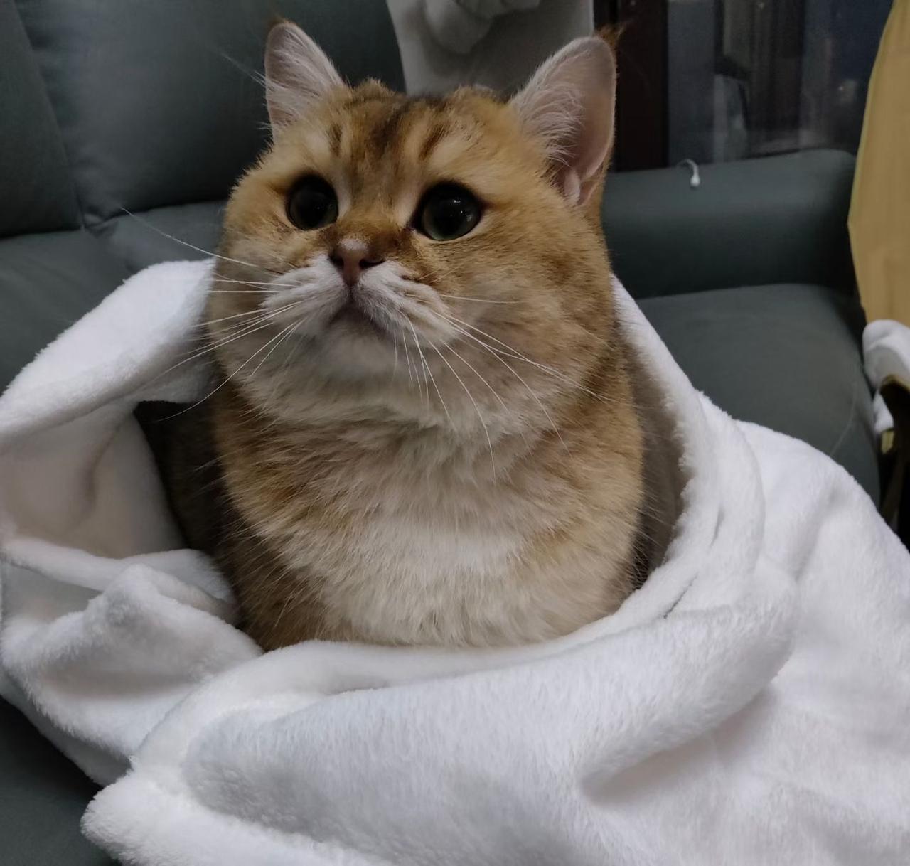 随手拍张照这个小猫咪，就是要和主人一起睡！[捂脸]太幸福了！